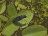 Long-Horned-Wood-Boring-Beetle-C1